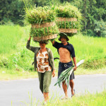 baskets-on-head